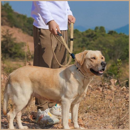 Laisse-chien-extensible-2-en-1-pour-promenade-et-voiture_beige