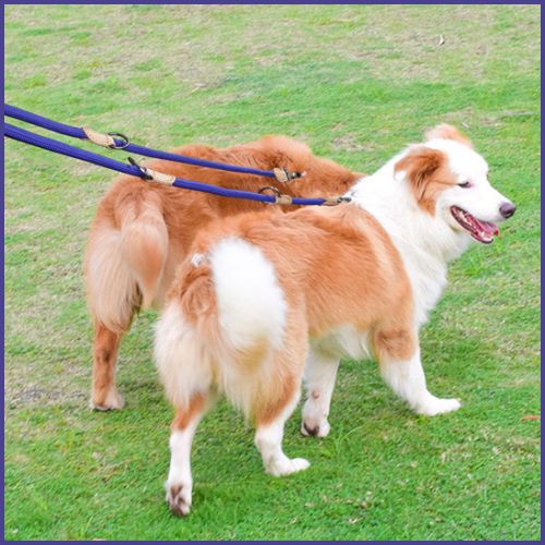Laisse-chien-main-libre-multifontion-bleu