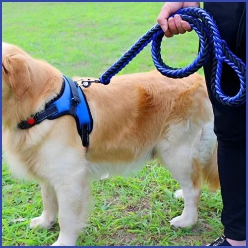 Laisse-chien-résistant-en-nylon-tressé-pour-grand-gabarit_noir
