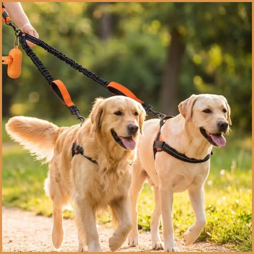 Laisse-double-extensible-pour-chien-a-double-poignée-orange