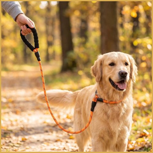Laisse-lasso-chien-avec-poignée-rembourrée-orange