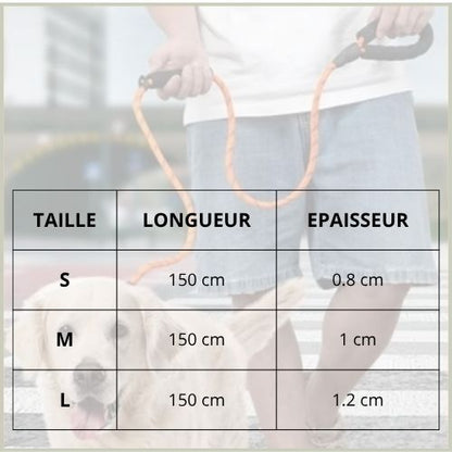 Laisse-lasso-chien-avec-poignée-rembourrée