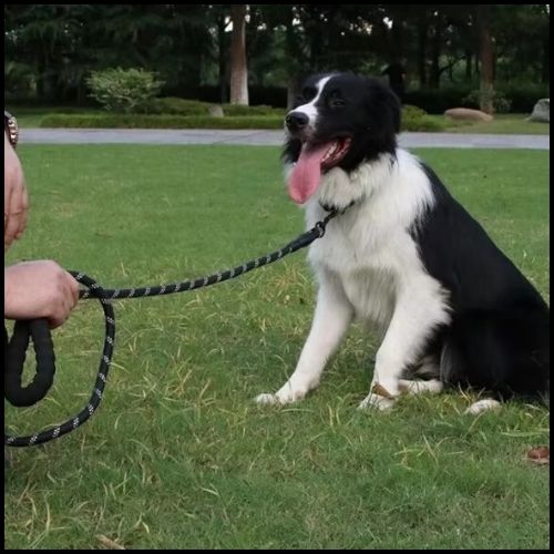 Laisse-pour-chien-résistante-avec-poignée-ergonomique-noir