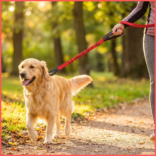 Laisse-chien-extensible-2-en-1-pour-promenade-et-voiture-rouge