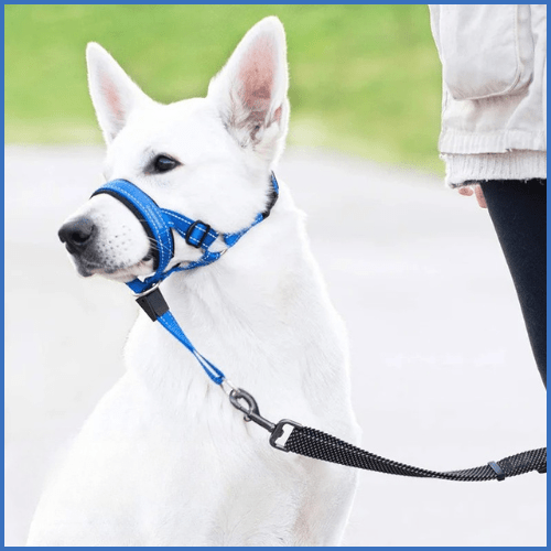 Licol-chien-réglable-et-confortable-bleu
