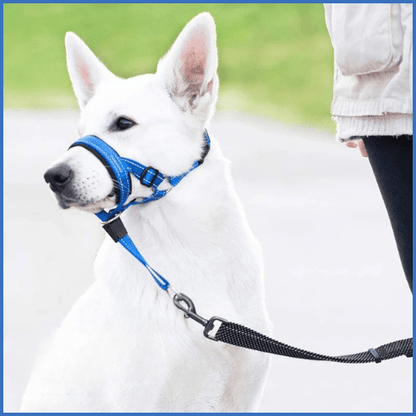 Licol-chien-réglable-et-confortable-bleu