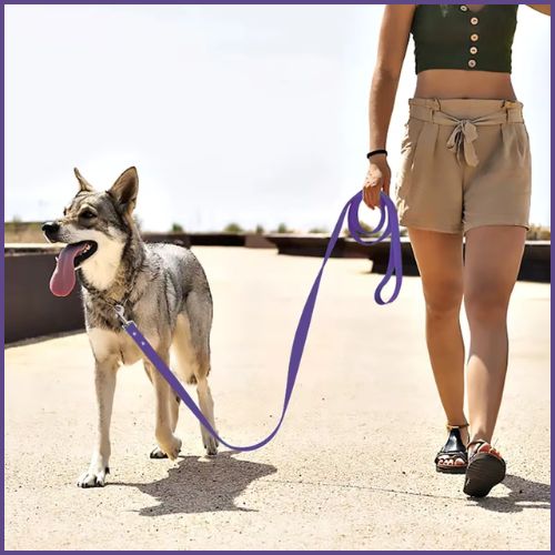 Longe-chien-biothane-résistante-et-imperméable-violet