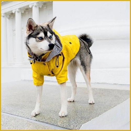 Manteau-chien-imperméable-husky