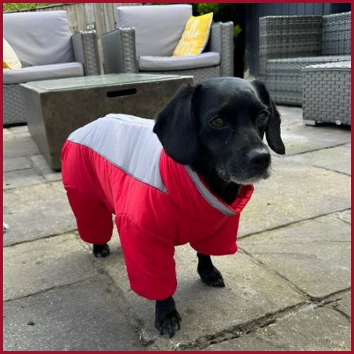 Manteau-chien_doublure-polaire-rouge