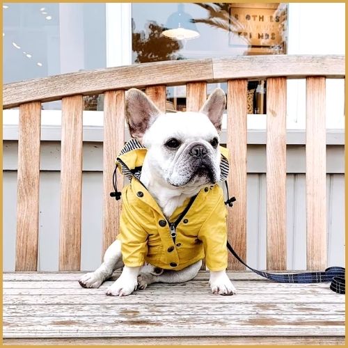 Manteau-chien_imperméable-banc
