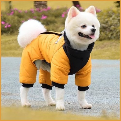 Manteau-chien_jaune