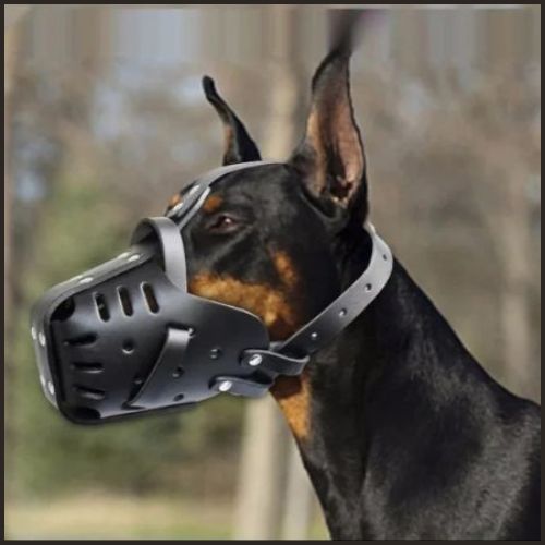 Muselière-en-cuir-pour-malinois