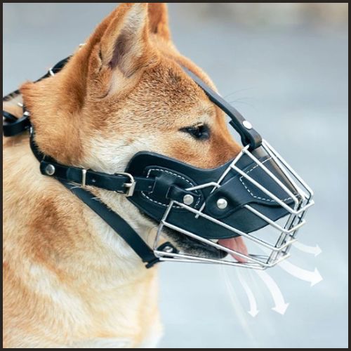 Museliere-grillage-anti-morsure-confortable-shiba-inu