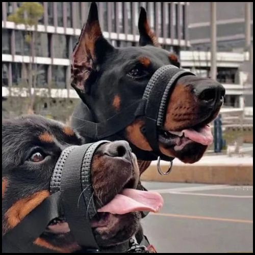 Museliére-pour-chien_duo