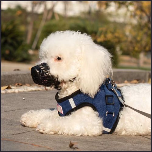 Museliere-pour-chien_respirant-et-réglable-blanc