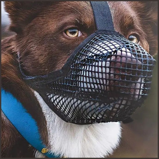 Muselière_pour_chien_souple