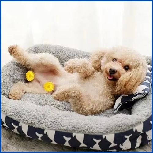 Panier-chien_petite-taille-bleu