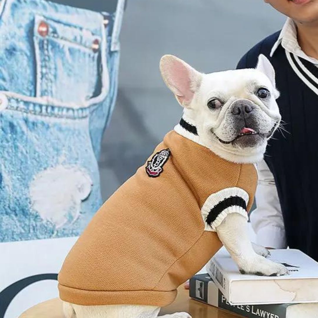 Pull-pour-chien-style-collégien-marron