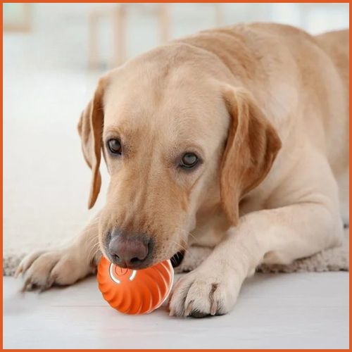 balle-chien_automatique-et-rechargeable-orange