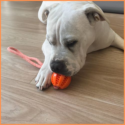 balle_chien_avec-corde-distributeur-de-friandises-orange