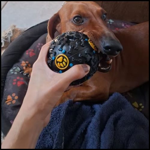 balle-chien-distributeur-de-friandises-et-hygiène-dentaire
