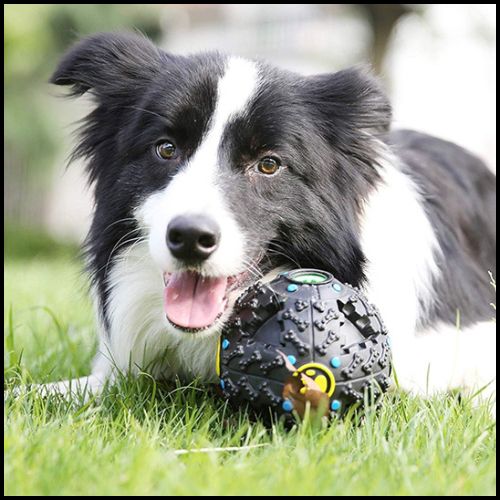 balle-chien-distributeur-de-friandises-et-hygiène-dentaire-noir