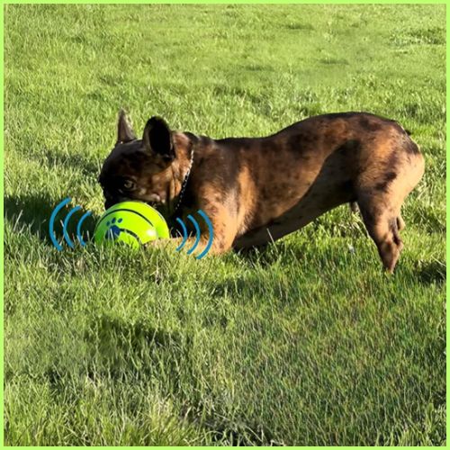 balle-pour-chien_ interactive-sonore-avec-friandise-jardin