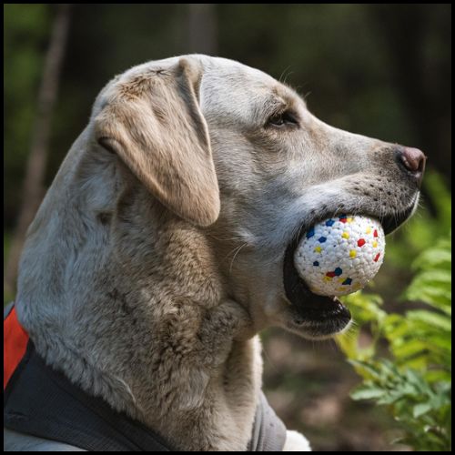 balle-pour-chien-blanche