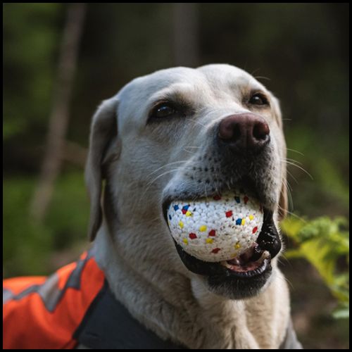 balle-pour-chien-resistante