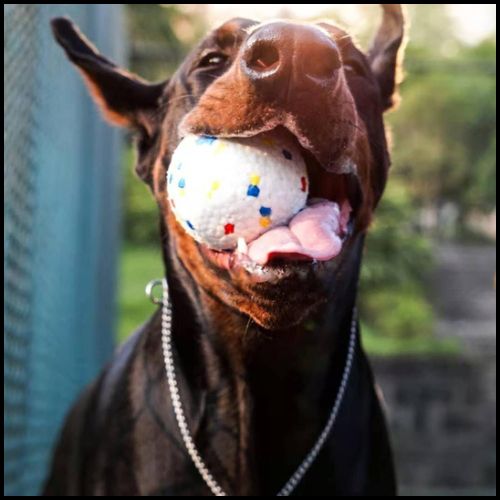 Balle-pour-chien-résistante-et-flottante-dobermann