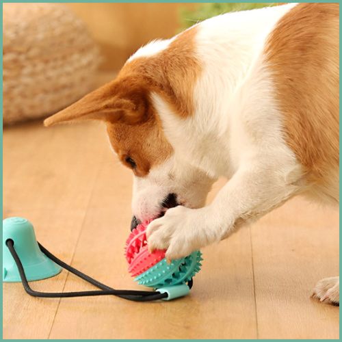 balle-pour-chiens_anti-stress-avec-friandise-et-ventouse-gencives