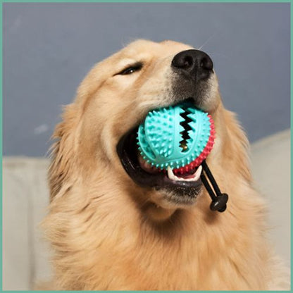 balle-pour-chiens_anti-stress-avec-friandise-et-ventouse-labrador