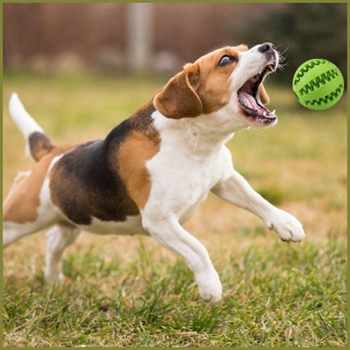 balle_pour-chien_à-mâcher-en-silicone-avec-friandise-vert