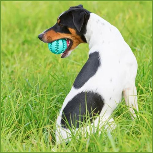 balle_pour-chien_à-mâcher-en-silicone-avec-friandise-bleu