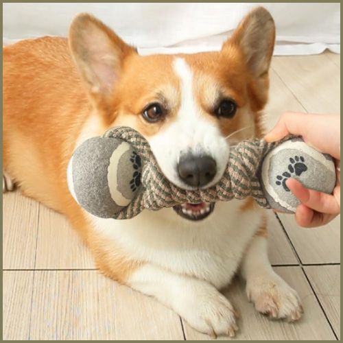 balles-chien_gencives