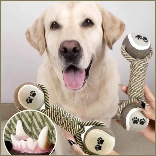 balles-chien_labrador