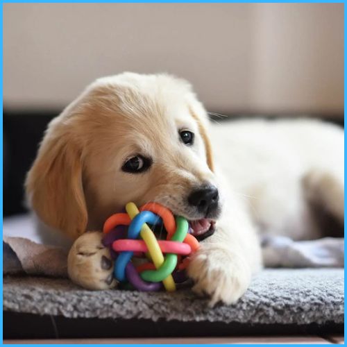 balles-chien_blanc