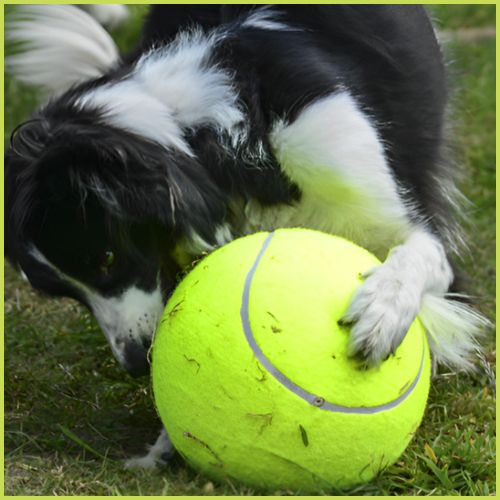 Ballon_chien_géant-jaune
