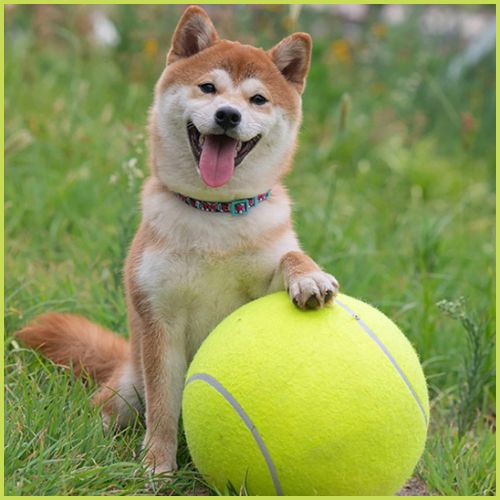 Ballon_chien_géant-shiba-inu