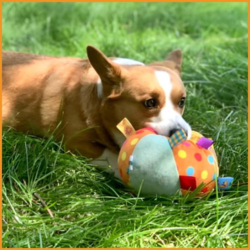 Ballon_chien_peluche