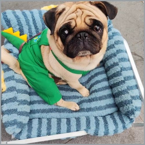 canapé-pour-petit-chien-doux-et-confortable-carlin
