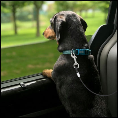 ceinture-de-sécurité-pour-chien_câble-en-acier-résistant -noir