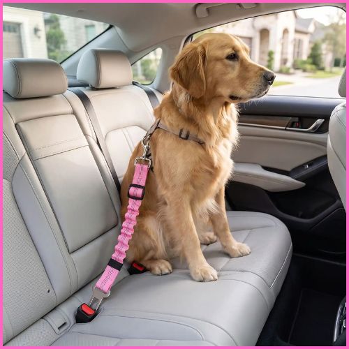 Ceinture de sécurité pour chien extensible et réglable|AutoToutou