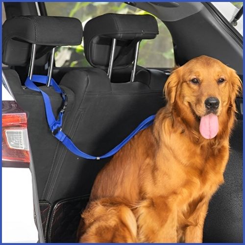 ceinture-de-sécurité-pour-chien_convertible-en-laisse-bleu