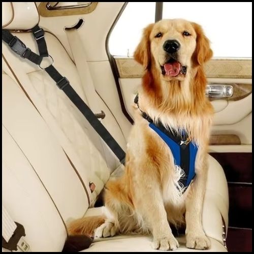ceinture-de-sécurité-pour-chien_convertible-en-laisse-noir