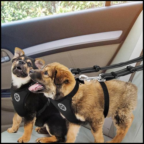 ceinture_de-sécurité-pour-chien_double-attache-noir