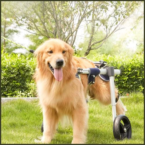 chariot-pour-chien-handicapé_roue