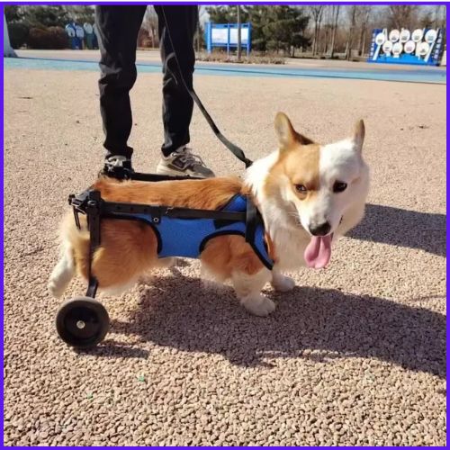 Chariot pour chien handicapé | NouvellePatte