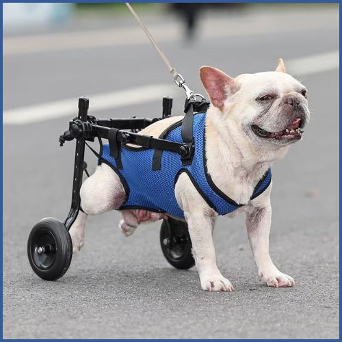 Chariot-pour-chien-handicapé_pattes-arrière-bleu