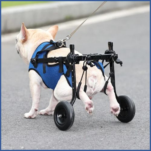 Chariot-pour-chien-handicapé_pattes-arrière-pratique